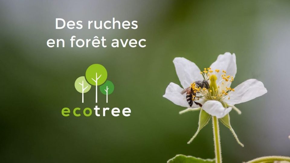 Visuel Ecotree